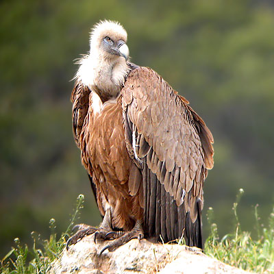 vautour